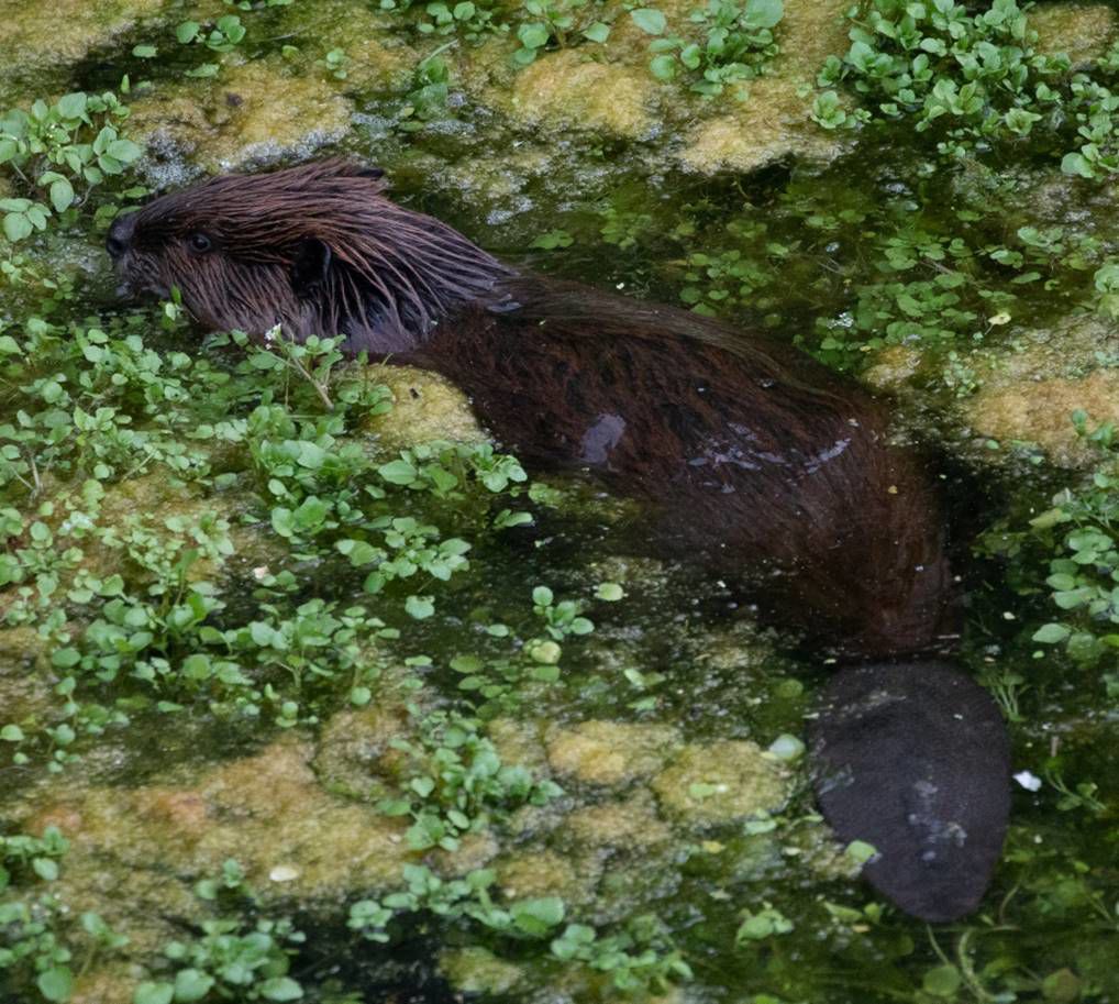 Beaver Lodge Summer 2020